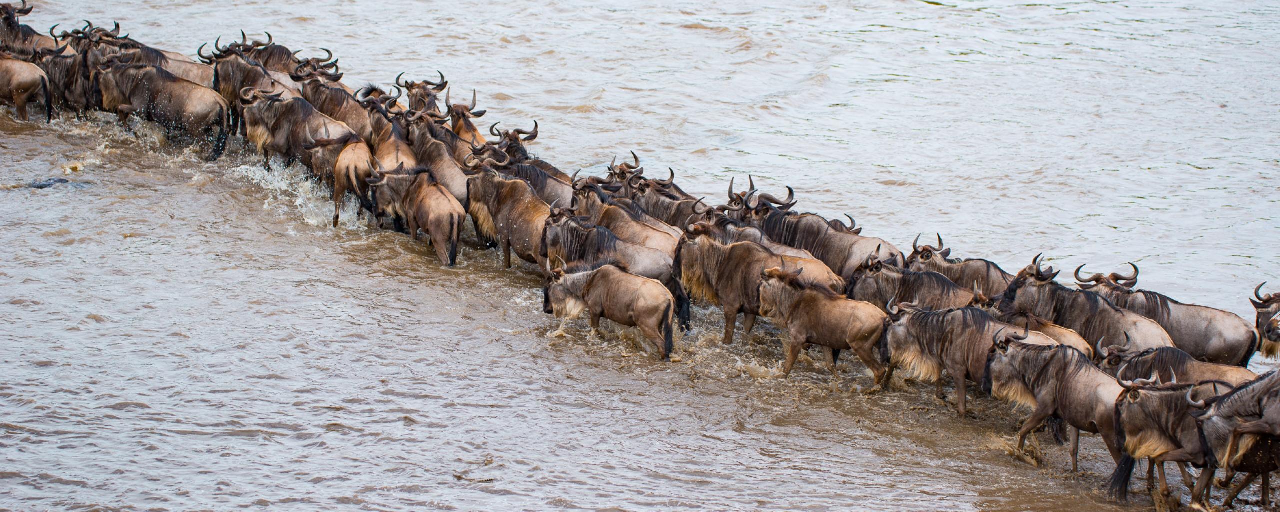 Great Migration - Serengeti